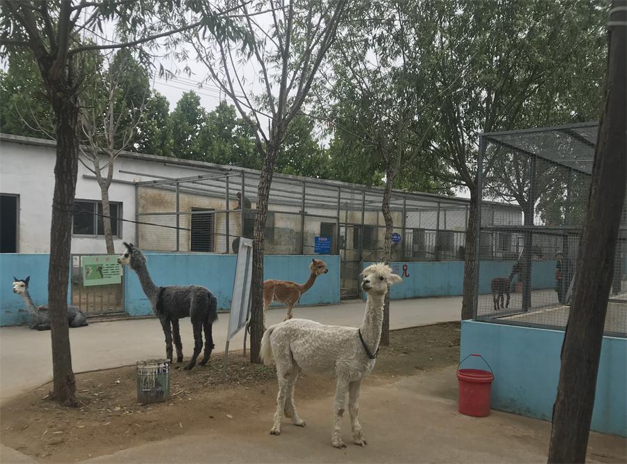 天鵝湖風(fēng)景區(qū)（泰山）速覽！(圖4)