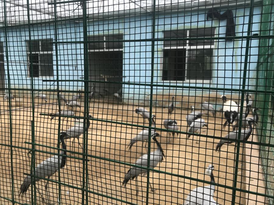 天鵝湖風(fēng)景區(qū)（泰山）速覽！(圖5)