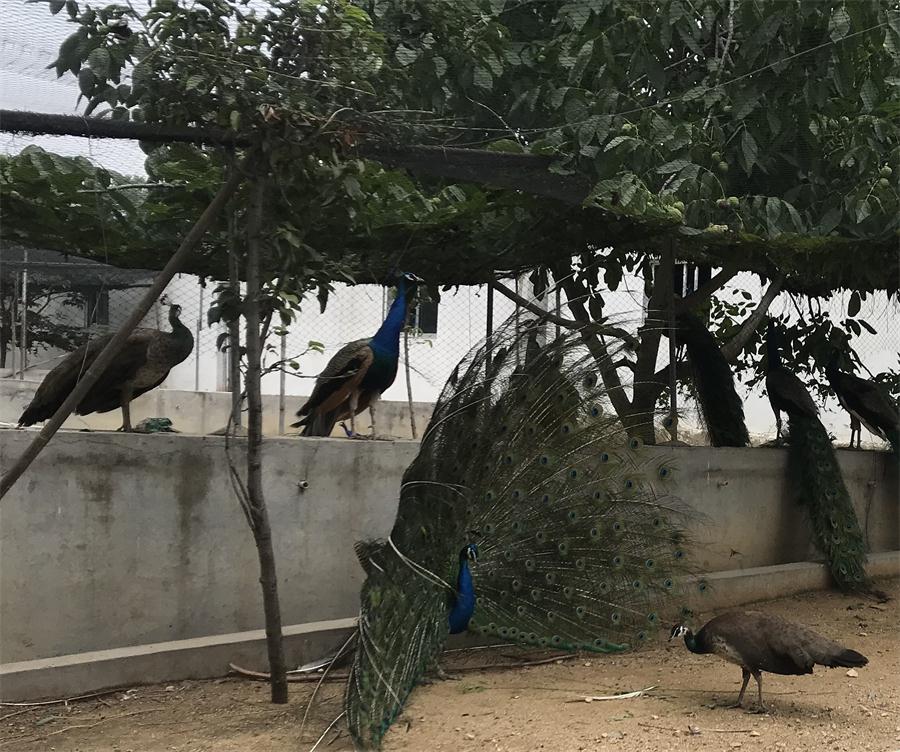 天鵝湖風(fēng)景區(qū)（泰山）速覽！(圖11)