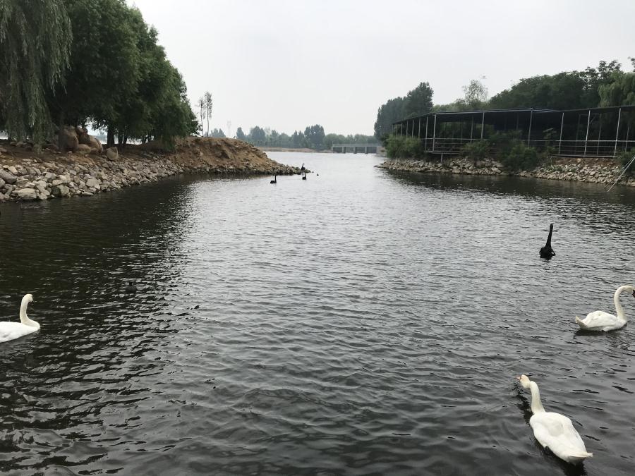 天鵝湖風(fēng)景區(qū)（泰山）速覽！(圖14)